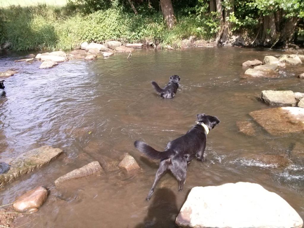 Campingplatz Thulbatal Bademöglichkeit Hunde