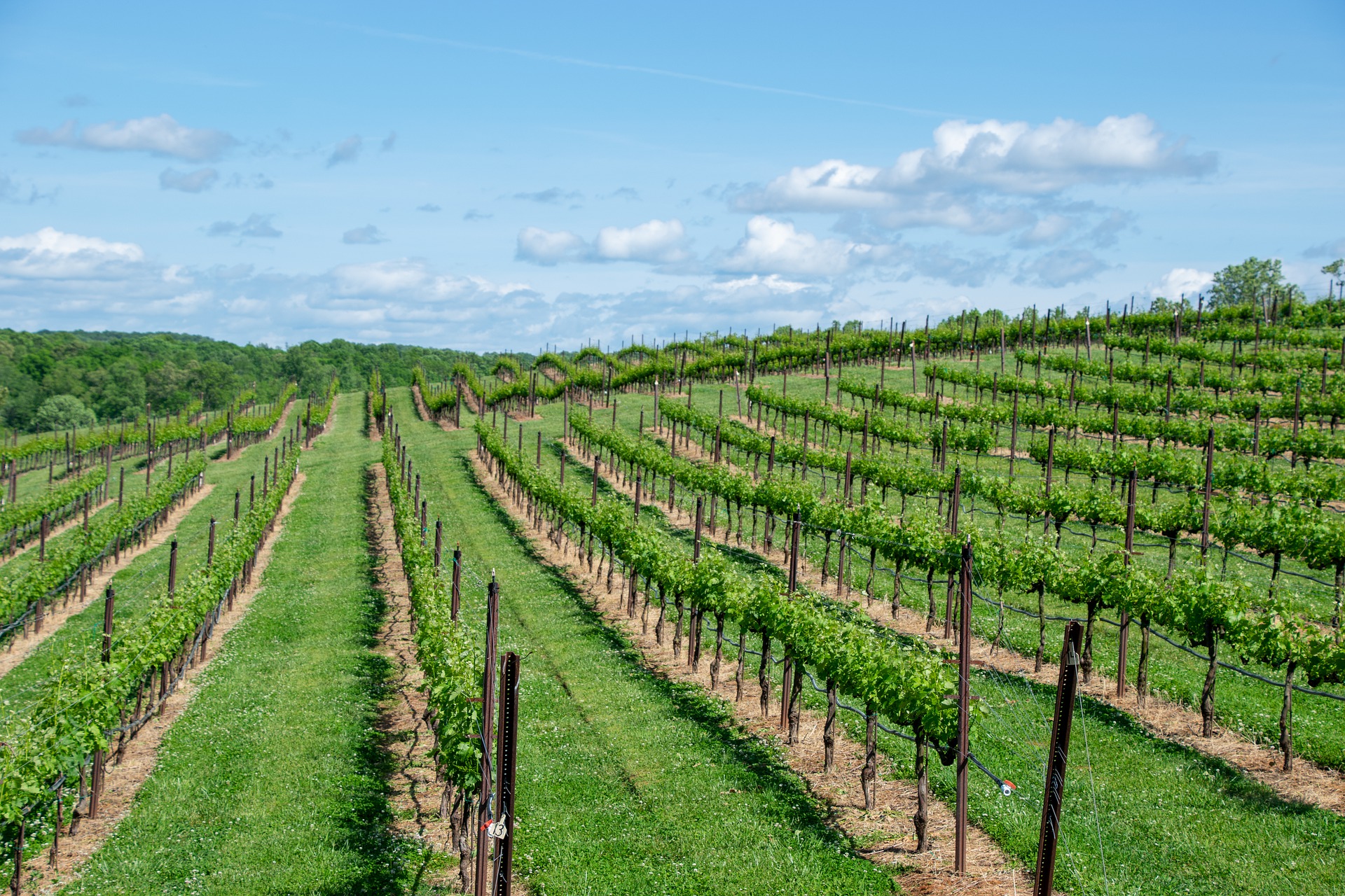 Weingut Frankreich